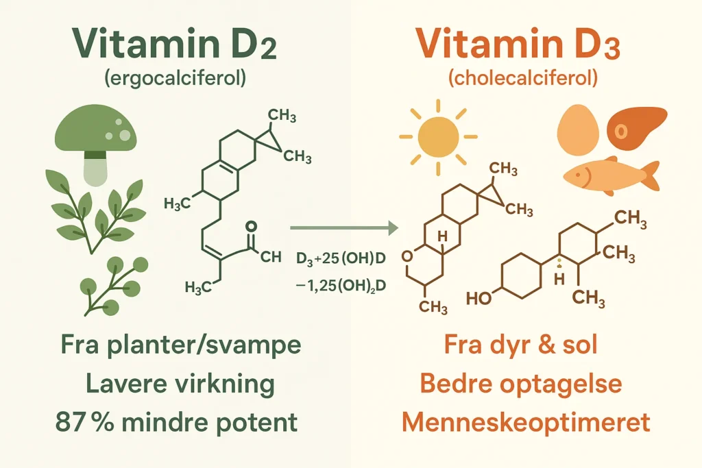 Forskel mellem vitamin D2 fra planter og D3 fra animalske kilder og sollys