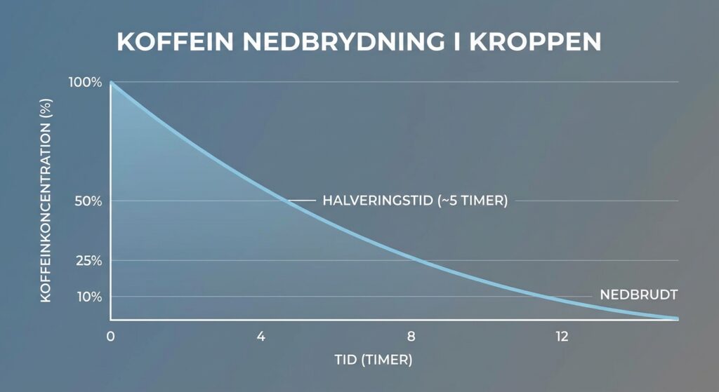 Koffein nedbrydning i kroppen, halveringstid på en graf